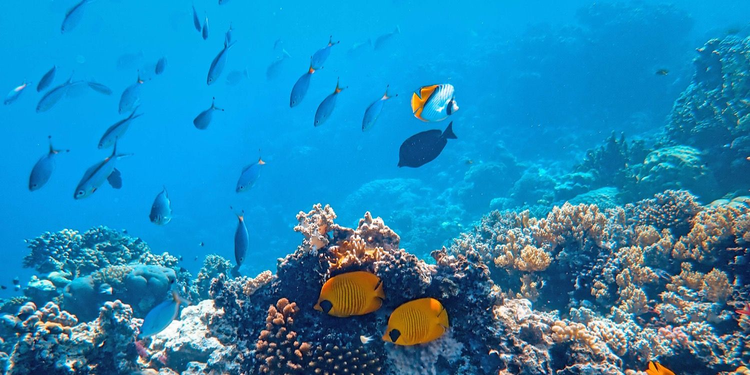 Can you be buried in a reef? Several companies now offer memorial reef products that make cremation ashes become permanent aquatic life promoting fixtures at the bottom of the ocean.