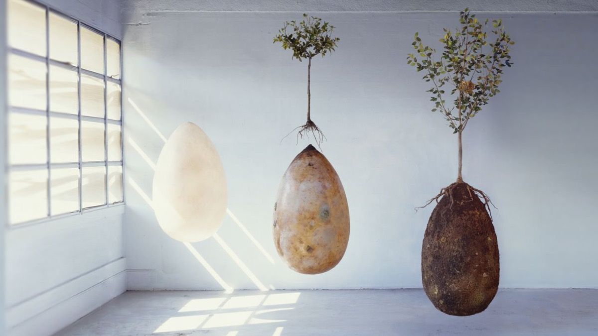 Learn about the body burial pod called Capsula Mundi and how it can be used to grow a tree in a "sacred forest".