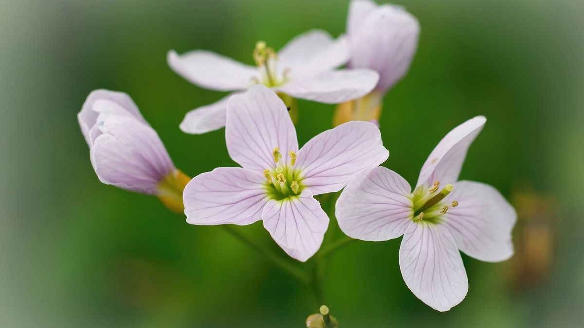 Eirene Cremation Cost In Nova Scotia