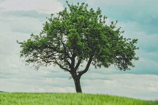 We explain everything you need to know for a person to become a tree after they die. This includes tree urns and how to use one with cremation ashes.