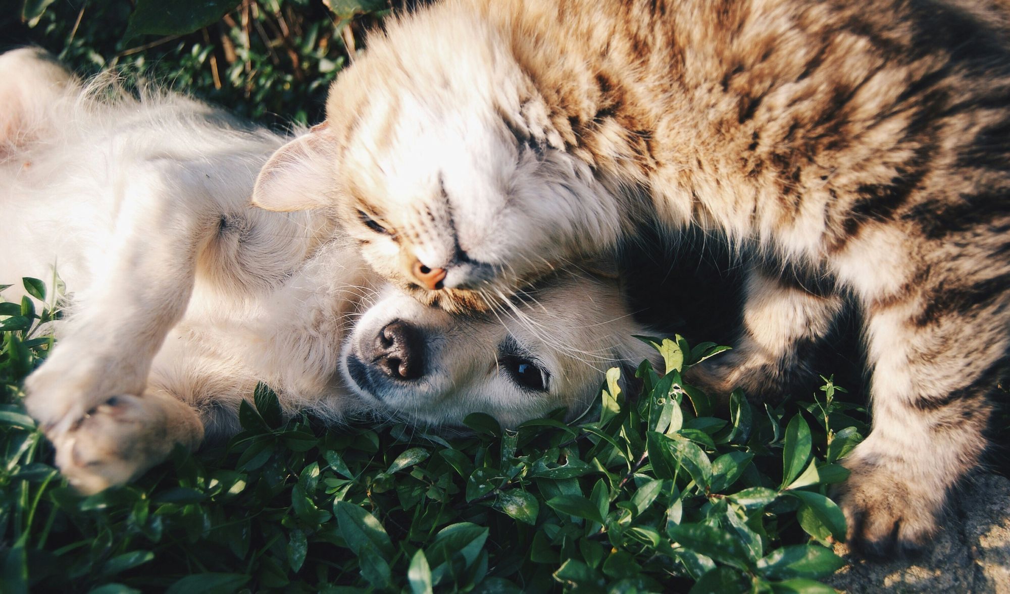 This guide highlights the pet loss support services in Nova Scotia, from grief counseling to memorial options, ensuring pet owners have the tools they need to find solace and healing.